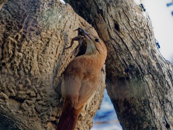 Rosse ovenvogel (Furnarius rufus)